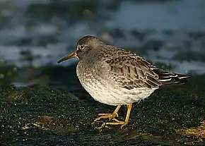 Purple sandpiper