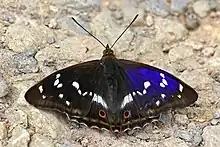 Photograph of a brown-and-purple butterfly