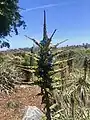 Sapphire tower blooming at San Diego Botanic Garden (Encinitas, CA)