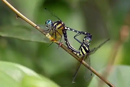 Tetrathemis platyptera mating