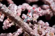 The pygmy seahorse Hippocampus bargibanti