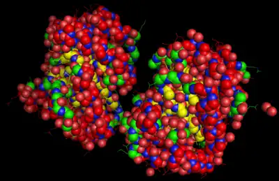 Image of 2EGZ DHQD. Both monomers of the enzyme are visible. The R groups of the amino acids can be seen as the sticks extending from the exterior of the enzyme. This image is color-coded to display Oxygen (red), Nitrogen (Blue), and the backbone of the protein (yellow fading to green). (Created using MacPyMol)