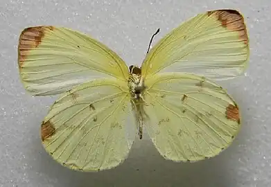 Female, ventral view