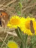 Pulicaria dysenterica with two species of butterfly, in Gosling Corner in 2018