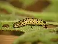 Larva