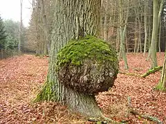 Burl on a sessile oak(Quercus petraea)Brohmer Bergen, Germany