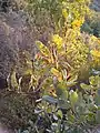 leaves with galls