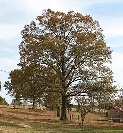 A mature tree in Marengo County, Alabama