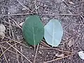 Leaf, front and back