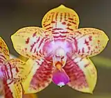 Orchid