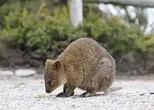 Brown quokka