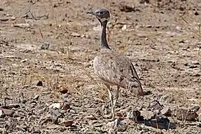 juvenile male