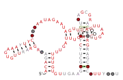 BTnc049 Secondary structure taken from the Rfam database. Family RF04179