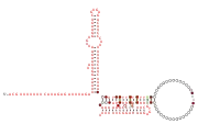 BTnc231 Secondary structure taken from the Rfam database. Family RF04180