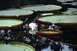 Victoria amazonica flower