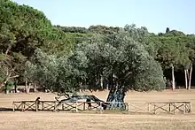 1700-year-old Olive Tree