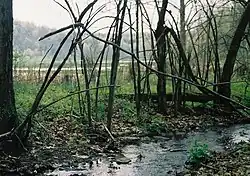 A small stream in the foreground lined with tangled small trees, in the background is a level are with standing water and fields edged by forest