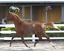 A trotting horse with dark reddish-brown coloring on the neck, upper back, chest and legs, but white hair on the middle of the body and at base of the tail.