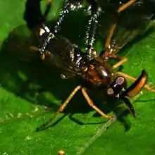 Rachicerus obscuripennis being eaten by a robber fly