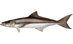 Cobia