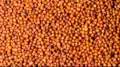 Multicolored finger millet grains