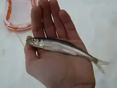 Rainbow smelt