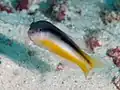 Pseudochromis ammeri in Raja Ampat, 2019