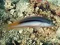 Raja dottyback striped in Raja Ampat, 2020