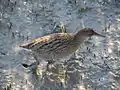 Ridgway's rail (Rallus obsoletus) in Oakland