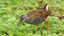 Bogota rail