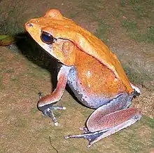 Upperside of a breeding male