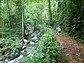 Image 9Hiking in the equatorial forest on the island of São Tomé