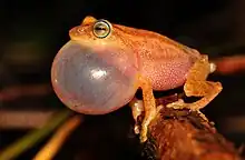 Male Raorchestes luteolus vocalizing