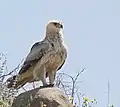 Tawny eagle