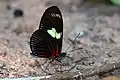 H. d. dorisRayed longwingCristalino RiverSouthern Amazon, Brazil