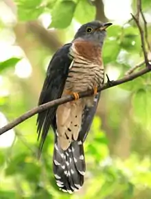 Male at Walter Sisulu Botanical Garden, South Africa