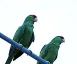 Red-crowned Amazon (Amazona viridigenalis), Cameron Co. Texas (15 Mar 2016).