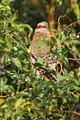 Red-faced mousebird in Zambia