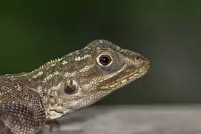 juvenile, Ghana