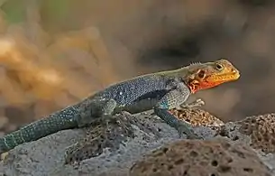 male, Kenya