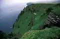 Red-legged kittiwake colony, St. George Island, Alaska