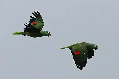 A. a. salvini in flight, Panama