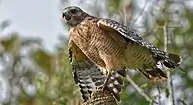 Red-shouldered hawk (Buteo lineatus), locality unknown (August 2019)