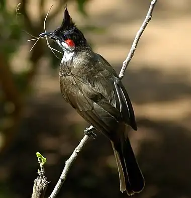 P. j. fuscicaudatus, carrying nest material, Western India