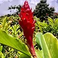 Red ginger in early stages of blooming, being grown here for the local flower industry on the Hamakua coast of Hawaii