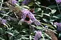 Red admiral butterfly in a garden at Sharptor