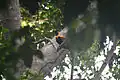 Red bird-of-paradise on Tree in Papua New Guinea, 2013