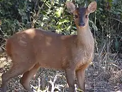 Red brocket