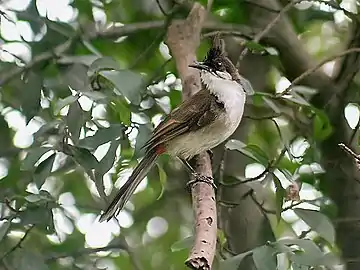 Immature P. j. emeria from eastern India