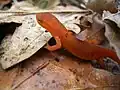 Eft navigating over leaves near Thomasville, Alabama